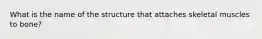 What is the name of the structure that attaches skeletal muscles to bone?