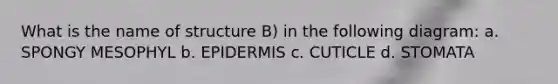 What is the name of structure B) in the following diagram: a. SPONGY MESOPHYL b. EPIDERMIS c. CUTICLE d. STOMATA