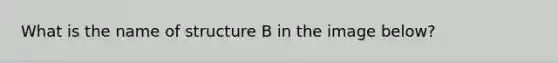 What is the name of structure B in the image below?