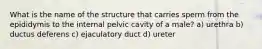 What is the name of the structure that carries sperm from the epididymis to the internal pelvic cavity of a male? a) urethra b) ductus deferens c) ejaculatory duct d) ureter