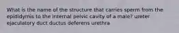 What is the name of the structure that carries sperm from the epididymis to the internal pelvic cavity of a male? ureter ejaculatory duct ductus deferens urethra