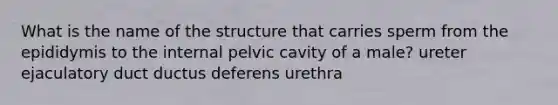 What is the name of the structure that carries sperm from the epididymis to the internal pelvic cavity of a male? ureter ejaculatory duct ductus deferens urethra