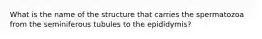 What is the name of the structure that carries the spermatozoa from the seminiferous tubules to the epididymis?