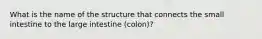 What is the name of the structure that connects the small intestine to the large intestine (colon)?