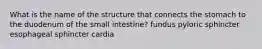 What is the name of the structure that connects the stomach to the duodenum of the small intestine? fundus pyloric sphincter esophageal sphincter cardia