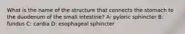 What is the name of the structure that connects the stomach to the duodenum of the small intestine? A: pyloric sphincter B: fundus C: cardia D: esophageal sphincter