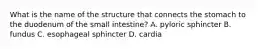 What is the name of the structure that connects the stomach to the duodenum of the small intestine? A. pyloric sphincter B. fundus C. esophageal sphincter D. cardia