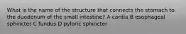 What is the name of the structure that connects the stomach to the duodenum of the small intestine? A cardia B esophageal sphincter C fundus D pyloric sphincter