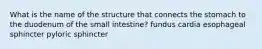 What is the name of the structure that connects the stomach to the duodenum of the small intestine? fundus cardia esophageal sphincter pyloric sphincter