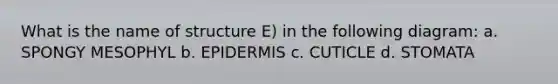 What is the name of structure E) in the following diagram: a. SPONGY MESOPHYL b. EPIDERMIS c. CUTICLE d. STOMATA