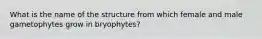 What is the name of the structure from which female and male gametophytes grow in bryophytes?