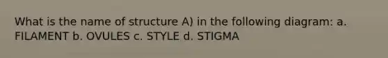 What is the name of structure A) in the following diagram: a. FILAMENT b. OVULES c. STYLE d. STIGMA