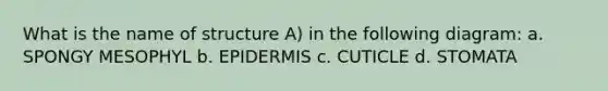 What is the name of structure A) in the following diagram: a. SPONGY MESOPHYL b. EPIDERMIS c. CUTICLE d. STOMATA