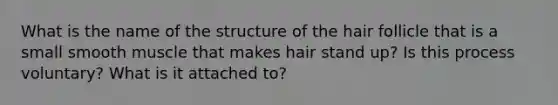 What is the name of the structure of the hair follicle that is a small smooth muscle that makes hair stand up? Is this process voluntary? What is it attached to?