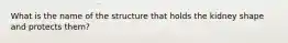 What is the name of the structure that holds the kidney shape and protects them?