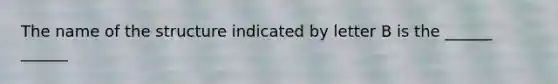 The name of the structure indicated by letter B is the ______ ______