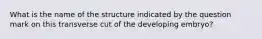 What is the name of the structure indicated by the question mark on this transverse cut of the developing embryo?