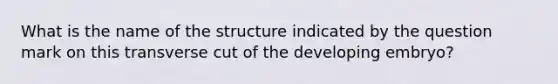 What is the name of the structure indicated by the question mark on this transverse cut of the developing embryo?