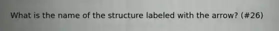 What is the name of the structure labeled with the arrow? (#26)