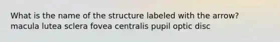 What is the name of the structure labeled with the arrow? macula lutea sclera fovea centralis pupil optic disc