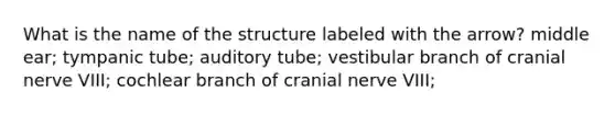 What is the name of the structure labeled with the arrow? middle ear; tympanic tube; auditory tube; vestibular branch of cranial nerve VIII; cochlear branch of cranial nerve VIII;