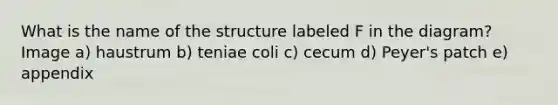 What is the name of the structure labeled F in the diagram? Image a) haustrum b) teniae coli c) cecum d) Peyer's patch e) appendix