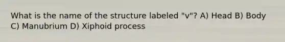 What is the name of the structure labeled "v"? A) Head B) Body C) Manubrium D) Xiphoid process