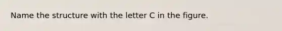 Name the structure with the letter C in the figure.