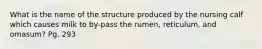 What is the name of the structure produced by the nursing calf which causes milk to by-pass the rumen, reticulum, and omasum? Pg. 293