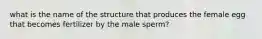 what is the name of the structure that produces the female egg that becomes fertilizer by the male sperm?