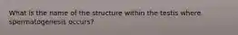 What is the name of the structure within the testis where spermatogenesis occurs?