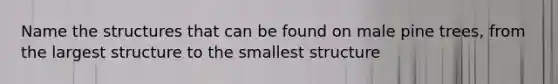 Name the structures that can be found on male pine trees, from the largest structure to the smallest structure