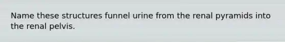 Name these structures funnel urine from the renal pyramids into the renal pelvis.