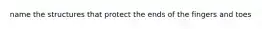 name the structures that protect the ends of the fingers and toes