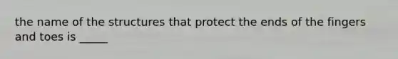 the name of the structures that protect the ends of the fingers and toes is _____