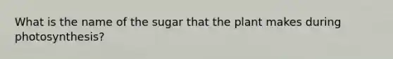 What is the name of the sugar that the plant makes during photosynthesis?