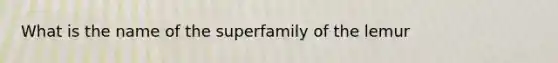 What is the name of the superfamily of the lemur