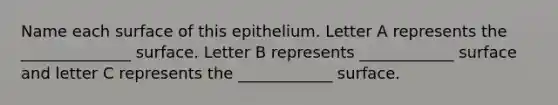 Name each surface of this epithelium. Letter A represents the ______________ surface. Letter B represents ____________ surface and letter C represents the ____________ surface.