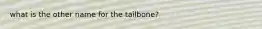 what is the other name for the tailbone?