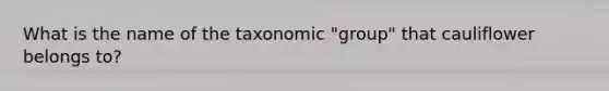 What is the name of the taxonomic "group" that cauliflower belongs to?