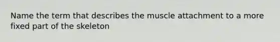 Name the term that describes the muscle attachment to a more fixed part of the skeleton