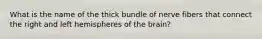 What is the name of the thick bundle of nerve fibers that connect the right and left hemispheres of the brain?