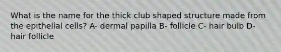 What is the name for the thick club shaped structure made from the epithelial cells? A- dermal papilla B- follicle C- hair bulb D- hair follicle