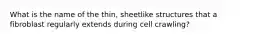 What is the name of the thin, sheetlike structures that a fibroblast regularly extends during cell crawling?