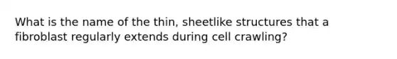 What is the name of the thin, sheetlike structures that a fibroblast regularly extends during cell crawling?