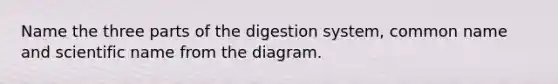 Name the three parts of the digestion system, common name and scientific name from the diagram.