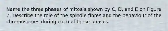 Name the three phases of mitosis shown by C, D, and E on Figure 7. Describe the role of the spindle fibres and the behaviour of the chromosomes during each of these phases.