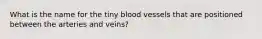 What is the name for the tiny blood vessels that are positioned between the arteries and veins?