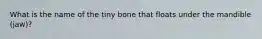 What is the name of the tiny bone that floats under the mandible (jaw)?