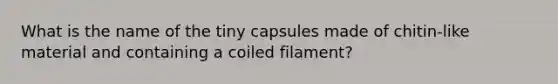 What is the name of the tiny capsules made of chitin-like material and containing a coiled filament?